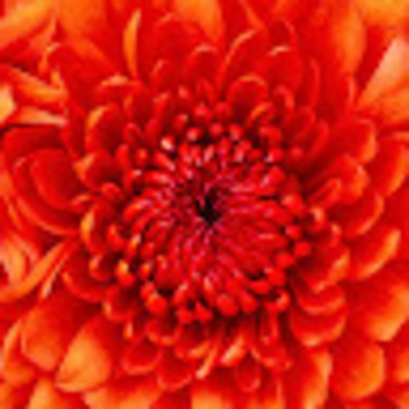 Meet your Posher, Taytay - Picture 1 of 1